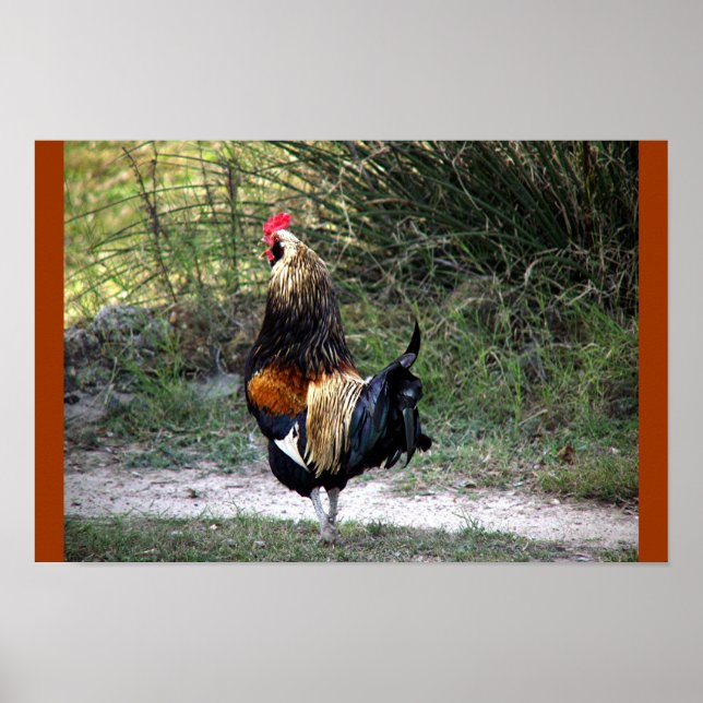 PATCH WORK ROOSTER! POSTER (Front)