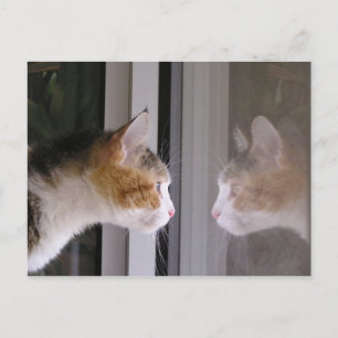 Patches Announcement Postcard