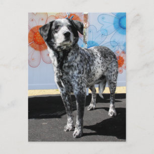 Patches - Blue Tick Pointer -1 Postcard