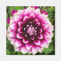 Patches Dahlia