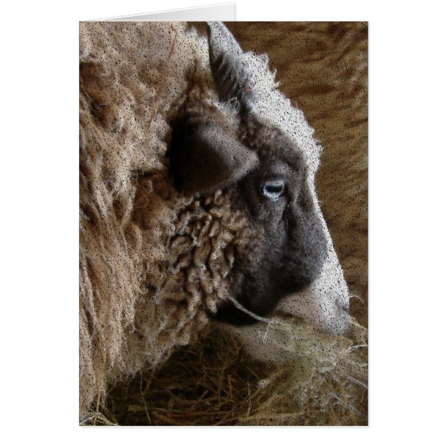 Patchwork Amy (Front)