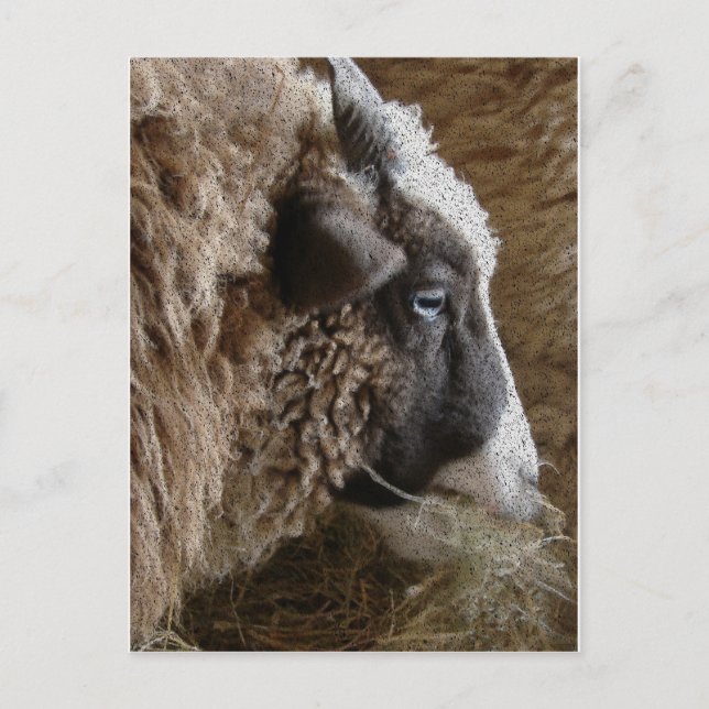 Patchwork Amy Postcard (Front)