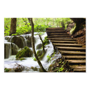 Path and Stream in the Forest Photo Print