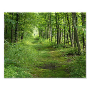 Path between the trees 10 x 8 Photographic Print