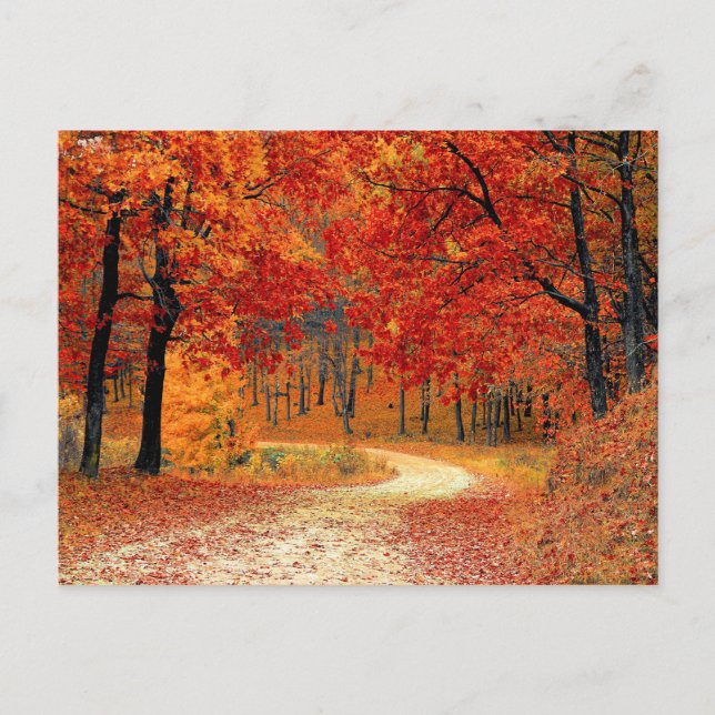 Path in the Forest, Autumn Postcard (Front)