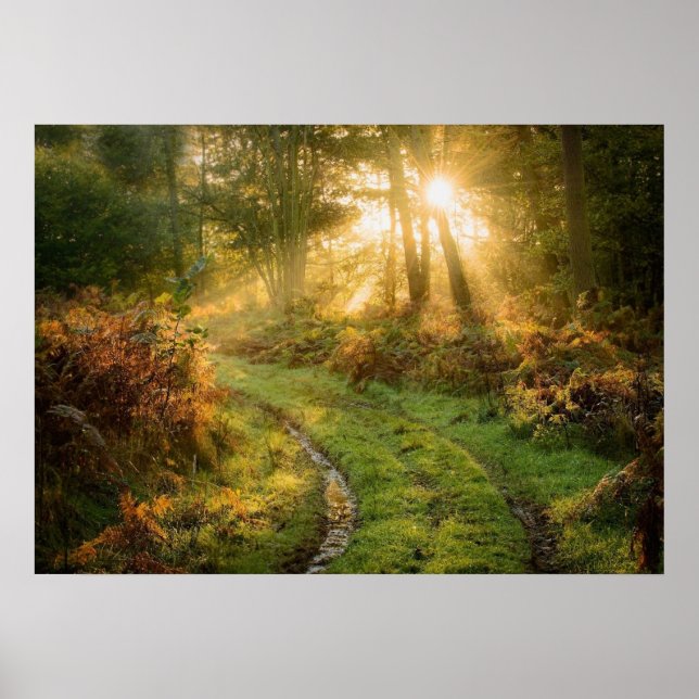 Path in the forest Woods Nature Wall Poster (Front)