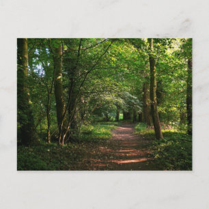 Path in the Woods Postcard