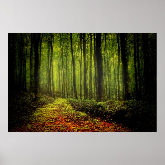 Path In Woods Poster (Front)