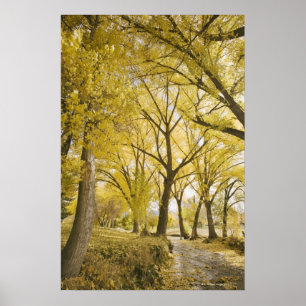 Path in woods, Sugarhouse Park, Salt Lake City Poster