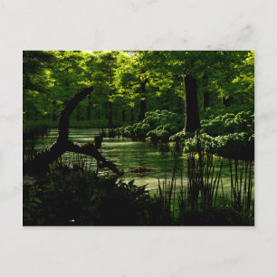 Path of Peacefulness Postcard