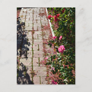 Path of Roses Postcard