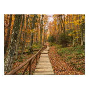 Path through the autumn forest. photo print