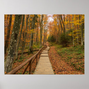 Path through the autumn forest. poster