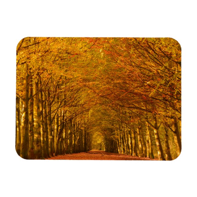 Path through the forest in autumn rectangle magnet (Horizontal)