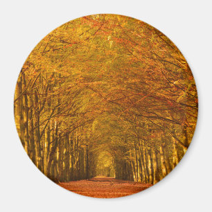 Path through the forest in autumn round magnet