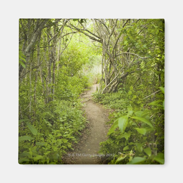 Path through the forest magnet (Front)