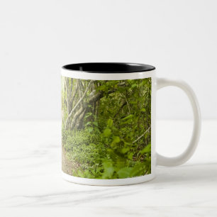 Path through the forest Two-Tone coffee mug