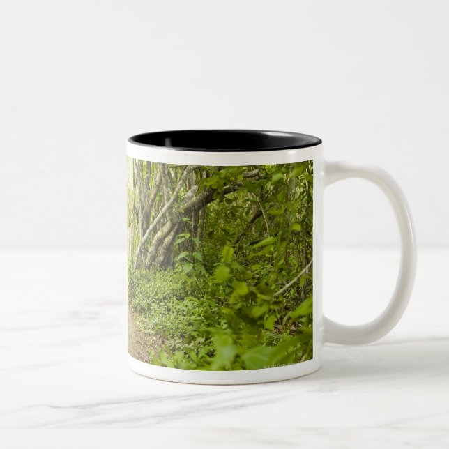Path through the forest Two-Tone coffee mug (Right)