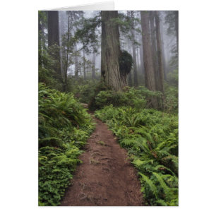 Path through the giant redwood trees shrouded 2