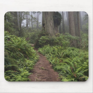 Path through the giant redwood trees shrouded 2 mouse pad