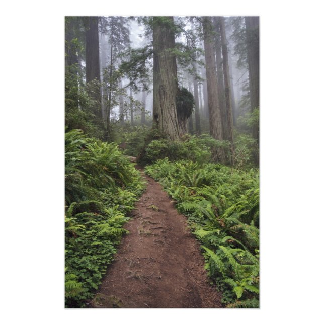 Path through the giant redwood trees shrouded 2 photo print (Front)