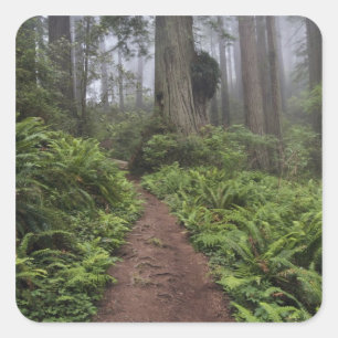 Path through the giant redwood trees shrouded 2 square sticker
