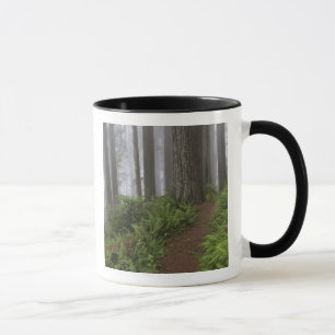 Path through the giant redwood trees shrouded mug