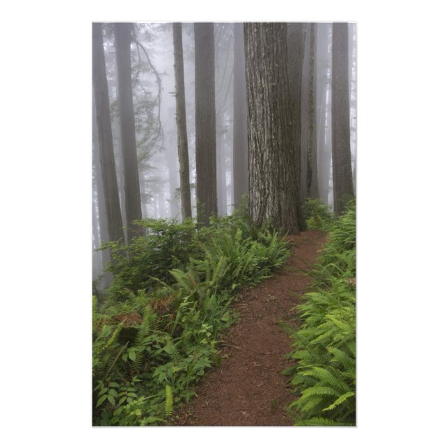 Path through the giant redwood trees shrouded photo print (Front)