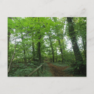 Path through the Green Forest Postcard