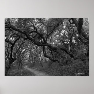 Path thru oak tree grove in Andrew Molera State Poster