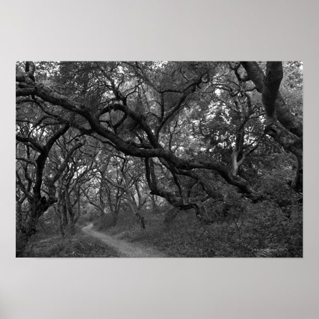 Path thru oak tree grove in Andrew Molera State Poster (Front)
