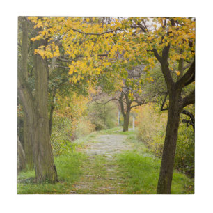 Pathway in Autumn Tile