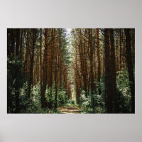 PATHWAY IN FOREST