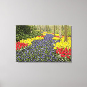 Pathway of Grape Hyacinth, daffodils, and Canvas Print