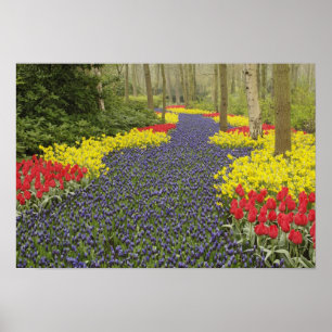 Pathway of Grape Hyacinth, daffodils, and Poster