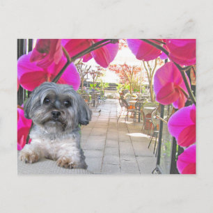 Patio Cafe Postcard