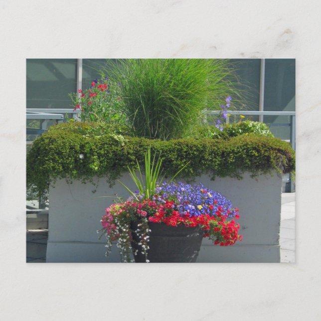 Patio Display of 2013 Flowers Postcard (Front)