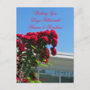 Patio Roses Postcard