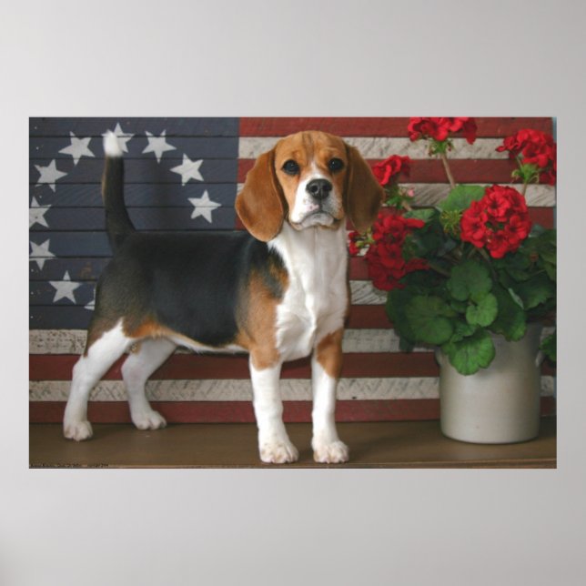 Patriotic Beagle Poster (Front)