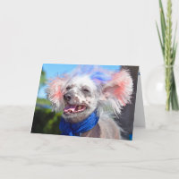 Patriotic Chinese Crested Hairless Dog