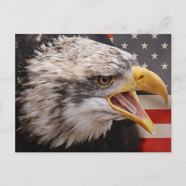 Patriotic Eagle Image Postcard (Front)