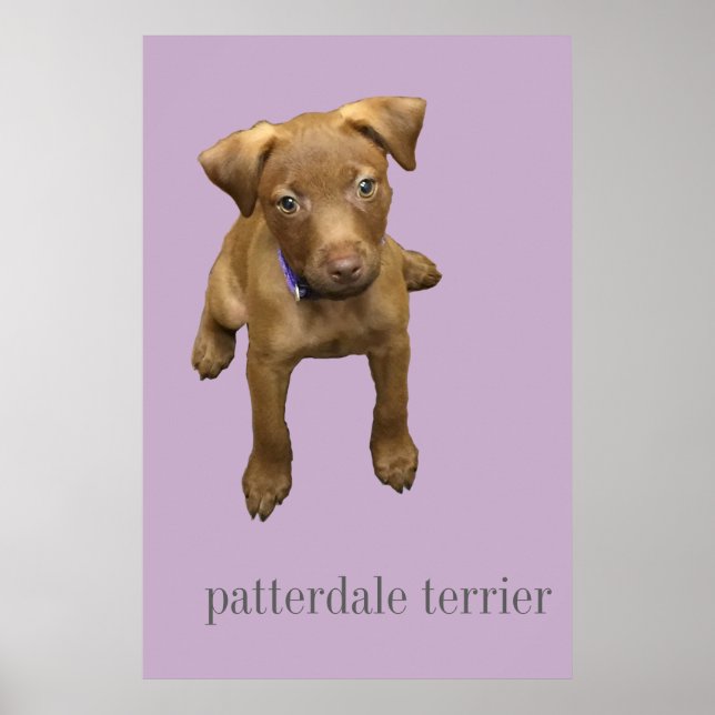 Patterdale Terrier Puppy Poster (Front)