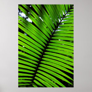 Pattern Of Fern Leaves Poster