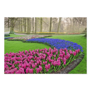 Pattern of Grape Hyacinth, tulips, and 2 Photo Print