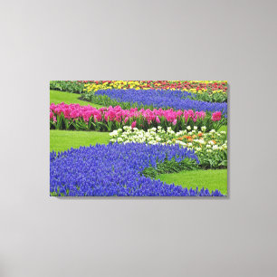 Pattern of Grape Hyacinth, tulips, and 3 Canvas Print