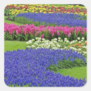 Pattern of Grape Hyacinth, tulips, and 3 Square Sticker
