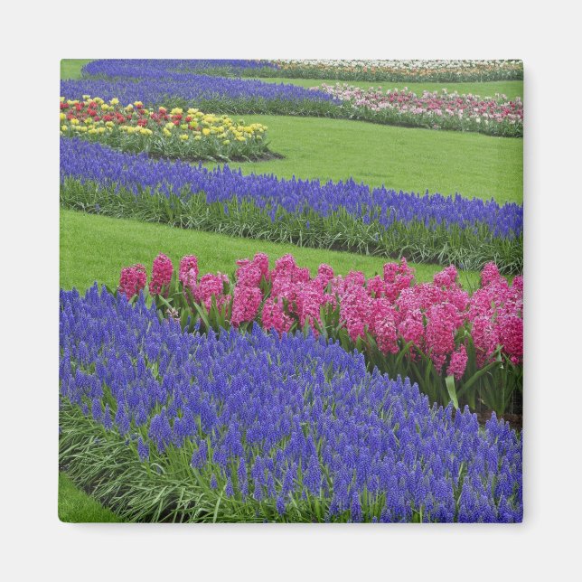 Pattern of Grape Hyacinth, tulips, and Magnet (Front)