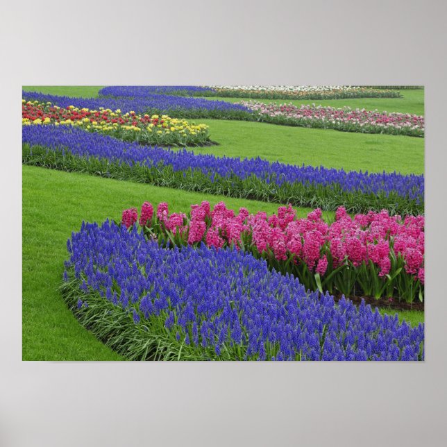 Pattern of Grape Hyacinth, tulips, and Poster (Front)