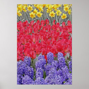 Pattern of hyacinth, tulips, and daffodils, poster