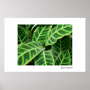 Pattern of Leaves Poster